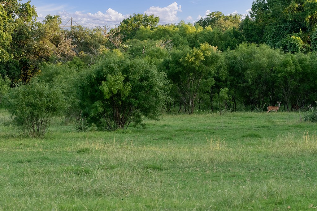646 Victor Eckhardt Road Fredericksburg, TX 78624 - Photo 14 of 60