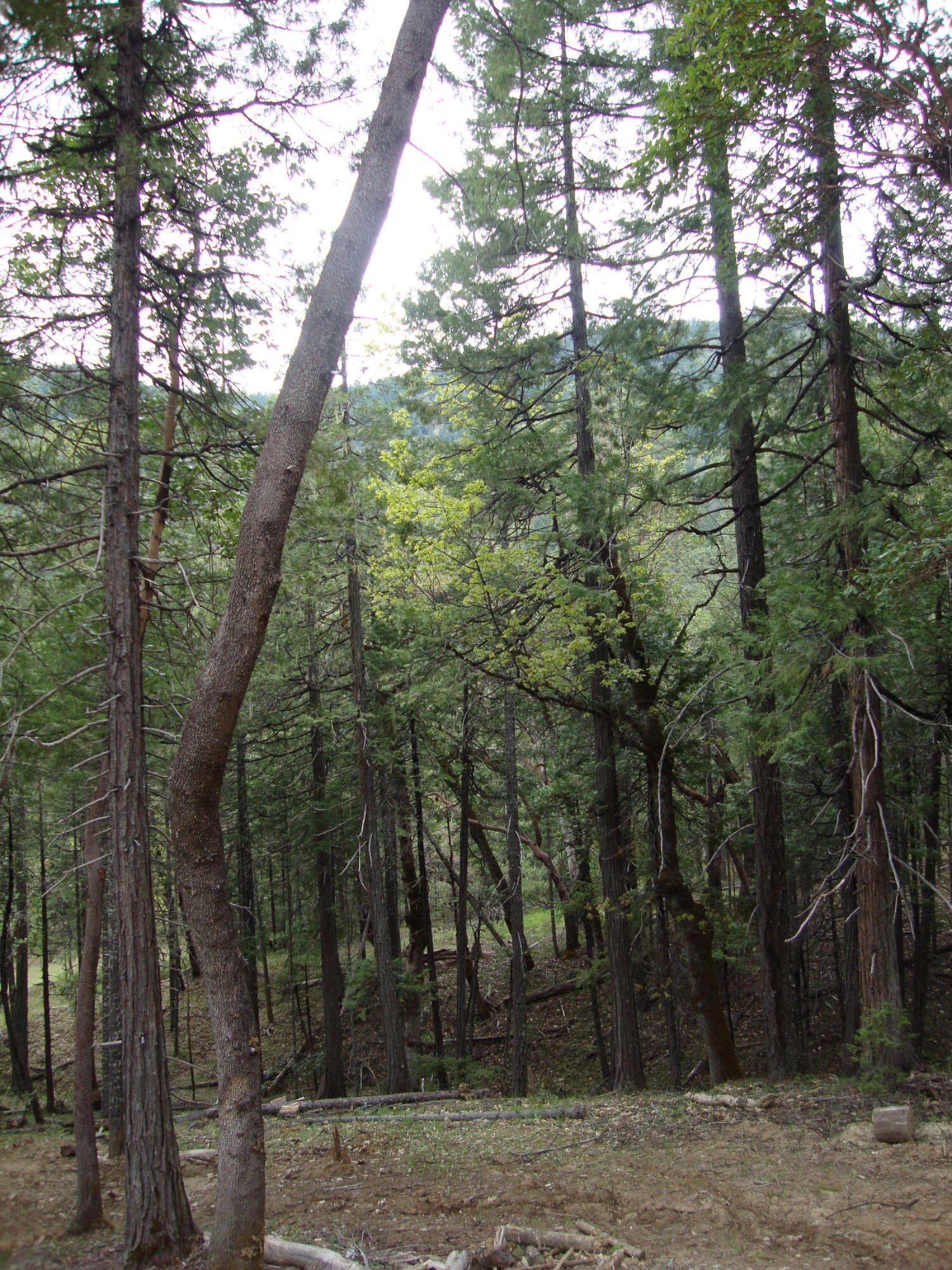 36510 Ditch Creek Road Rogue River, OR 97537 - Photo 17 of 17 DSC03649