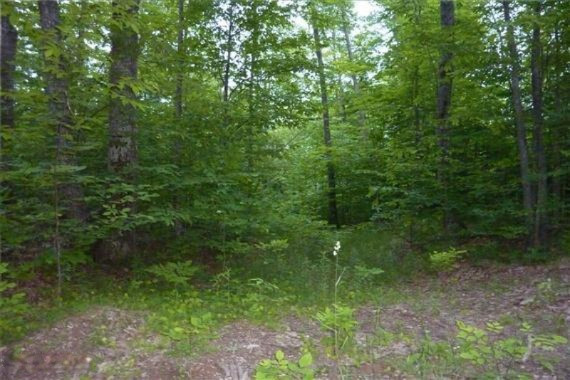 Reeves Road Curran, MI 48728 - Photo 2 of 6 2-WR