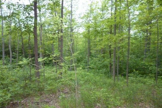 Reeves Road Curran, MI 48728 - Photo 6 of 6 6-WR