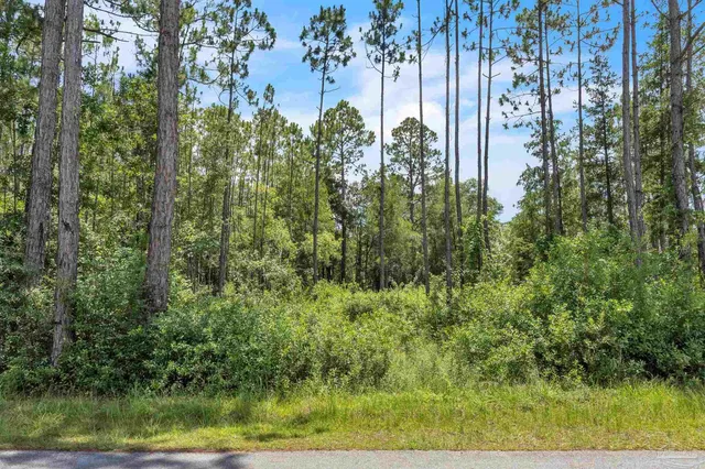 a view of a garden with large trees