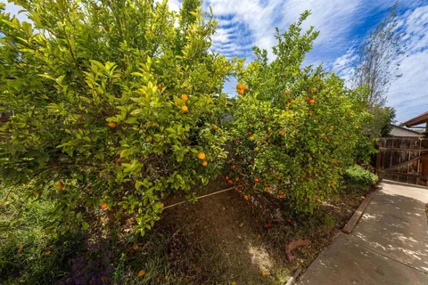 a view of a plants with flower plants