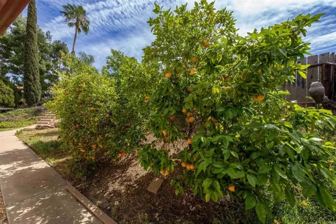 a view of a garden with plants