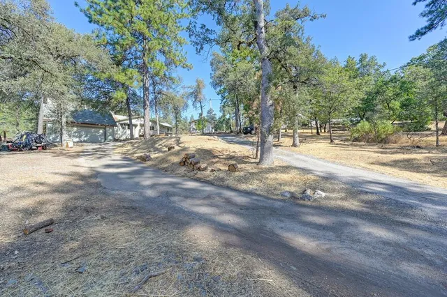 a view of a forest with trees