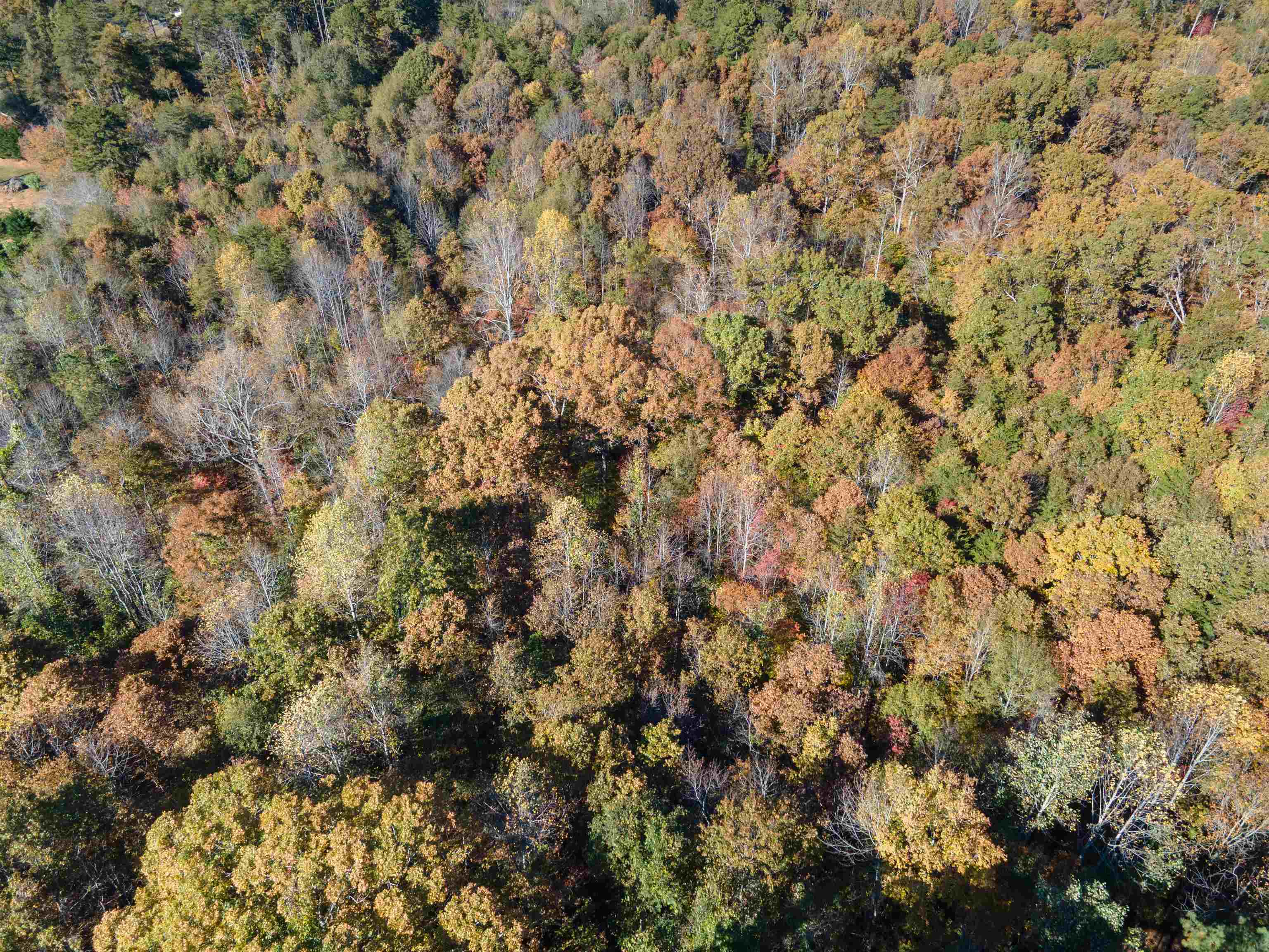 523 Mcdade Road Tryon, NC 28782 - Photo 24 of 38