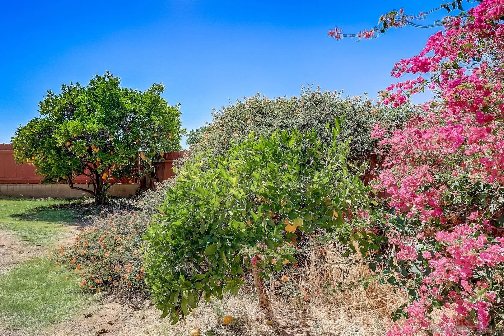 11988 Mountainview Heights Lakeside, CA 92040 - Photo 22 of 26 a view of a tree with a flower garden in front of it