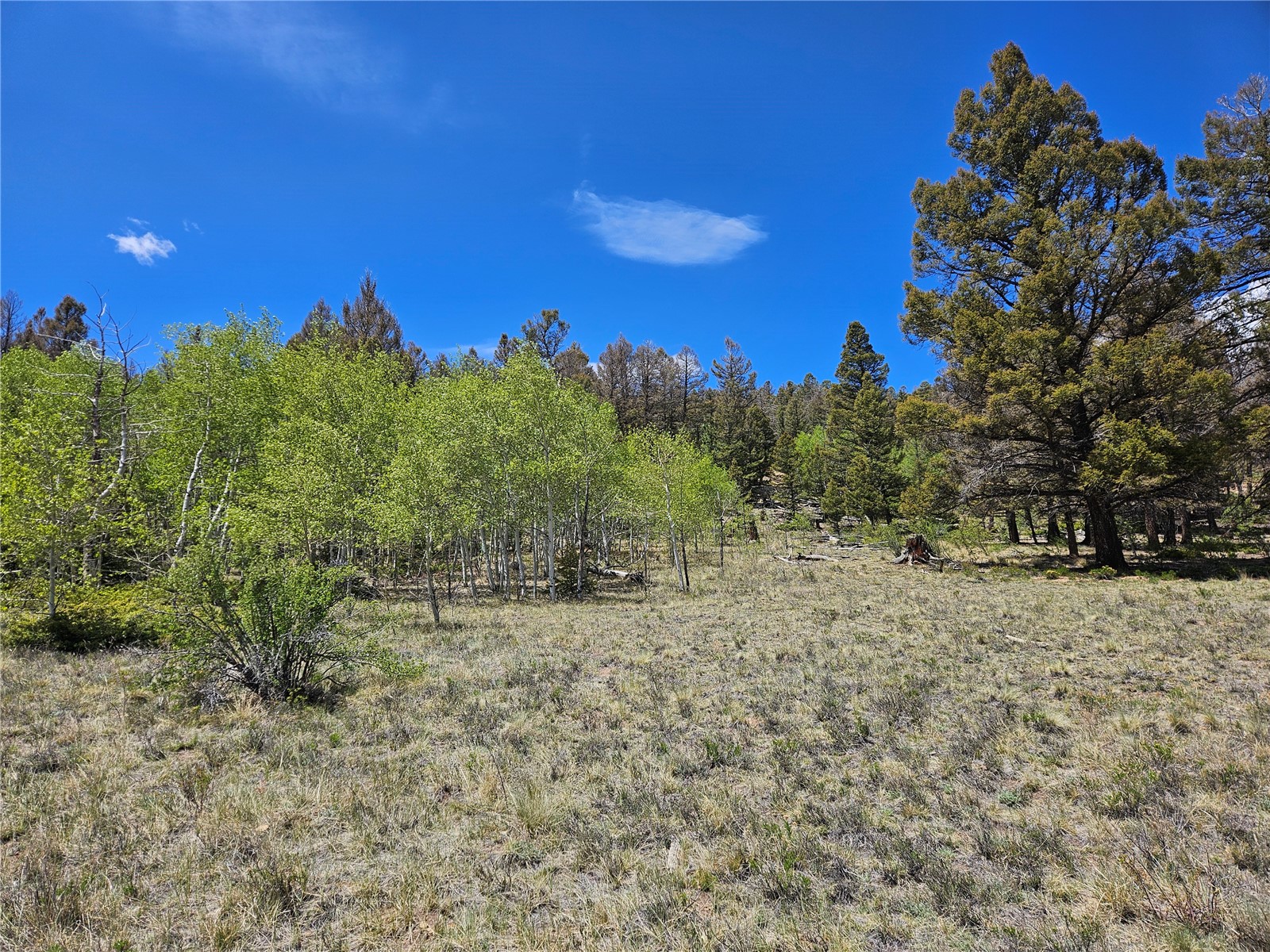 1412 Redhill Road Fairplay, CO 80440 - Photo 28 of 45 a view of a yard with a tree
