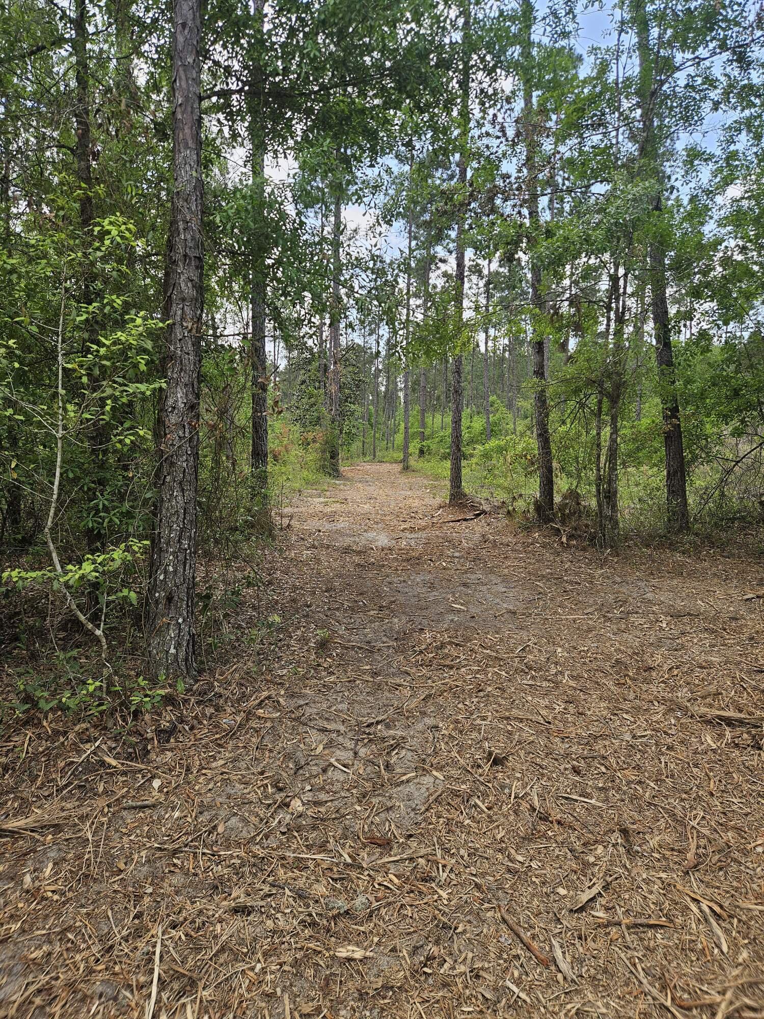 a view of a forest with trees in the background