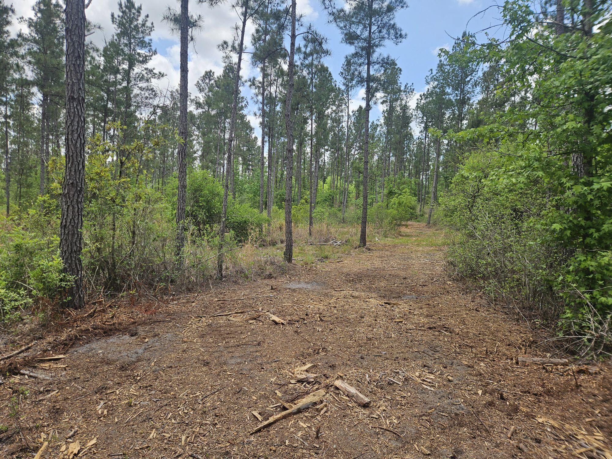 Lot 2 Rocky Creek Road Marianna, FL 32448 - Photo 11 of 13 a view of a forest with trees in the background