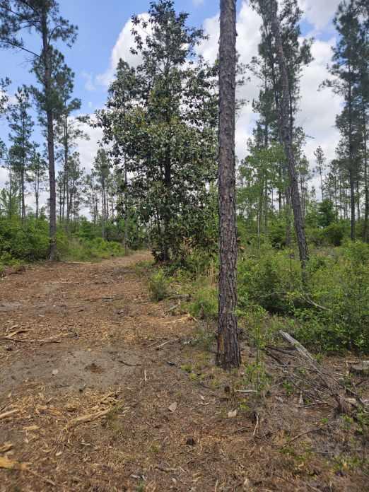 Lot 2 Rocky Creek Road Marianna, FL 32448 - Photo 12 of 13 a view of a forest filled with trees