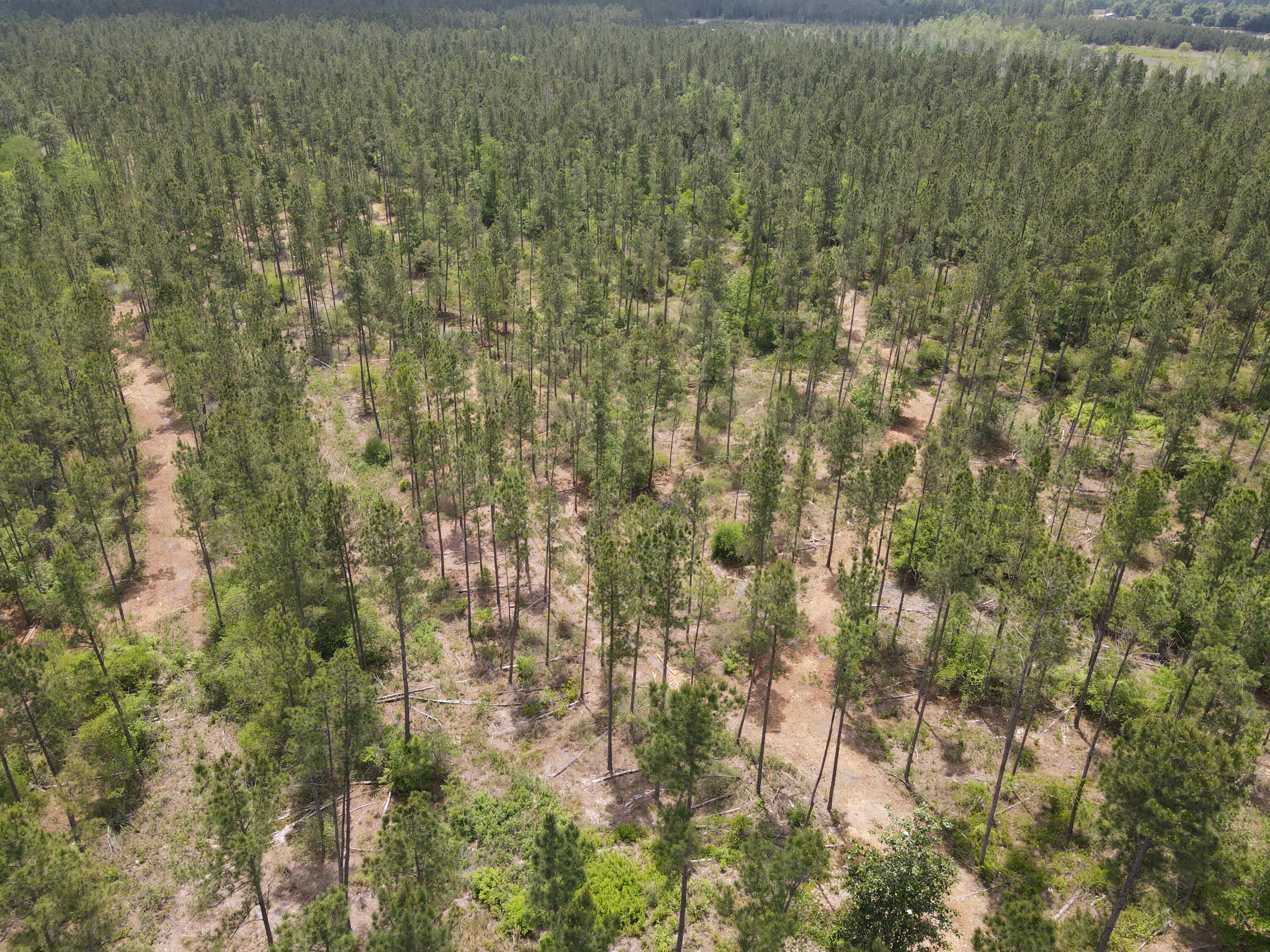 Lot 2 Rocky Creek Road Marianna, FL 32448 - Photo 4 of 13