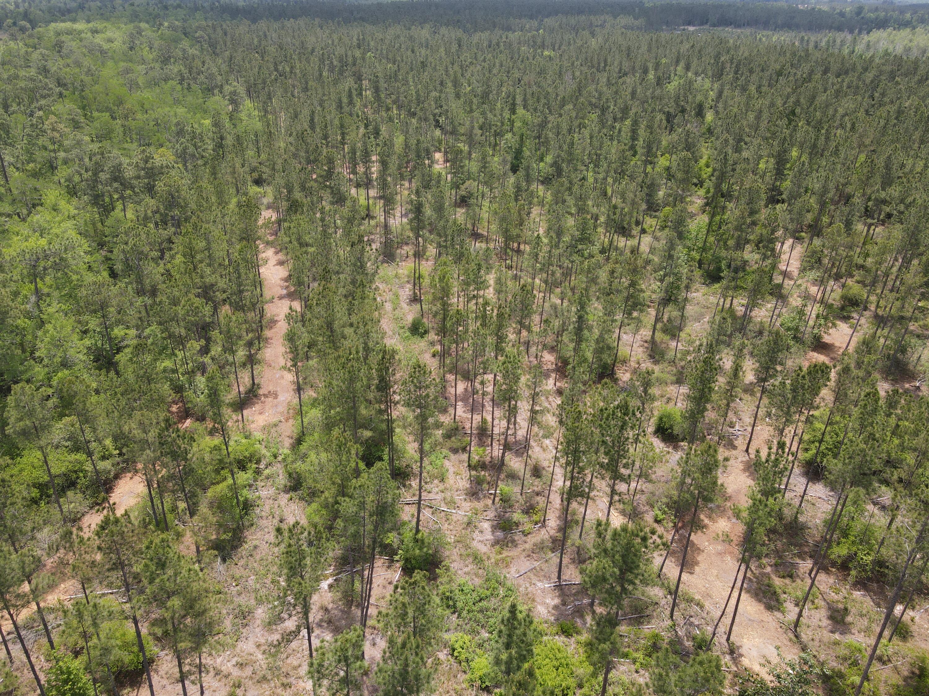 Lot 2 Rocky Creek Road Marianna, FL 32448 - Photo 5 of 13