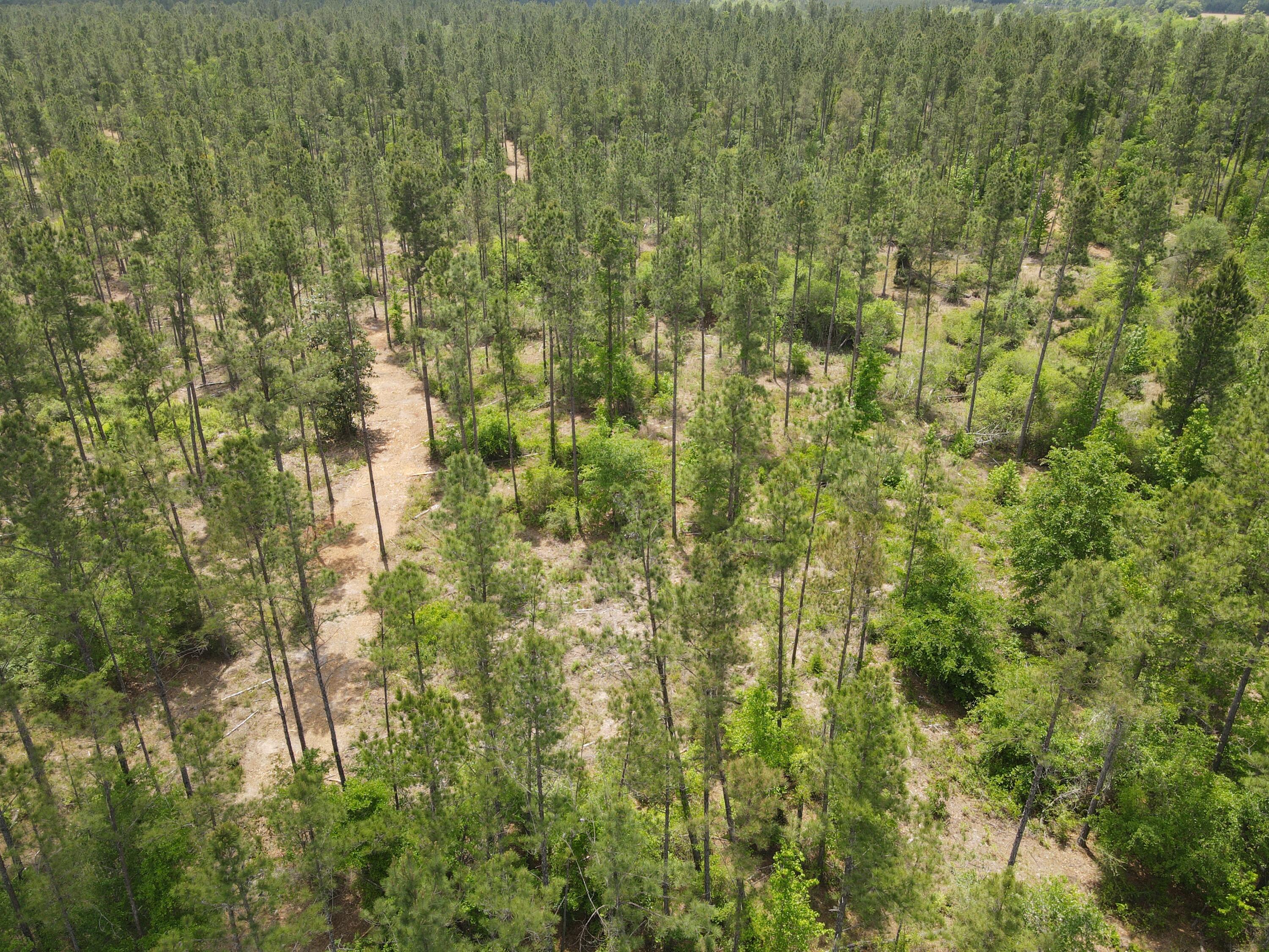 Lot 2 Rocky Creek Road Marianna, FL 32448 - Photo 6 of 13