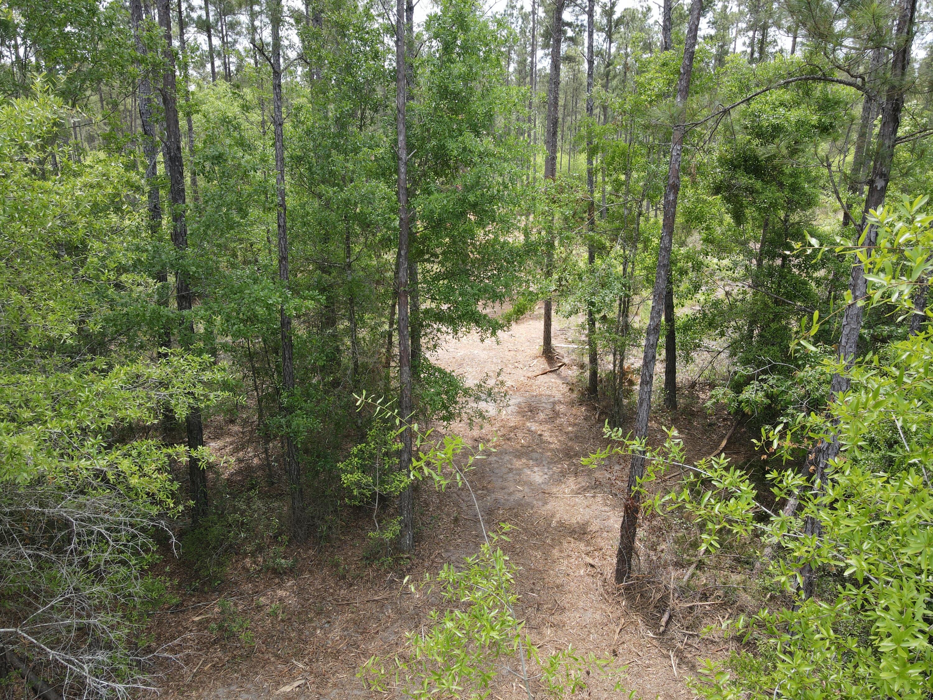 Lot 2 Rocky Creek Road Marianna, FL 32448 - Photo 7 of 13 a view of a yard with plants and trees