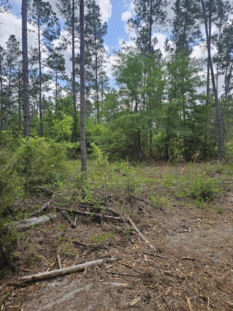 Lot 2 Rocky Creek Road Marianna, FL 32448 - Photo 8 of 13 a big yard with lots of green space and deers