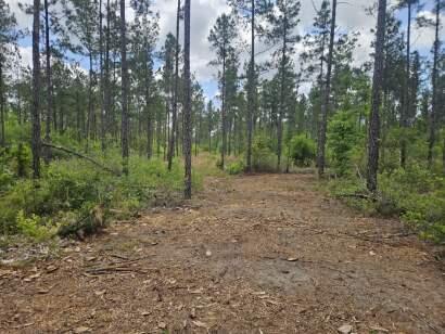 Lot 2 Rocky Creek Road Marianna, FL 32448 - Photo 9 of 13 a view of a forest with trees in the background