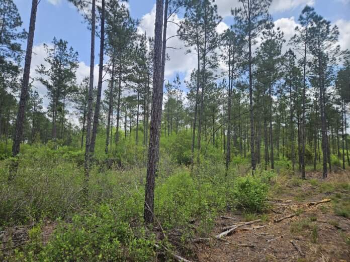 Lot 2 Rocky Creek Road Marianna, FL 32448 - Photo 10 of 13 a view of a lush green forest