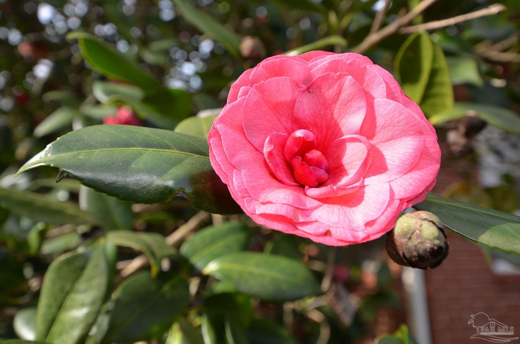 6475 Chestnut Road Molino, FL 32577 - Photo 37 of 67