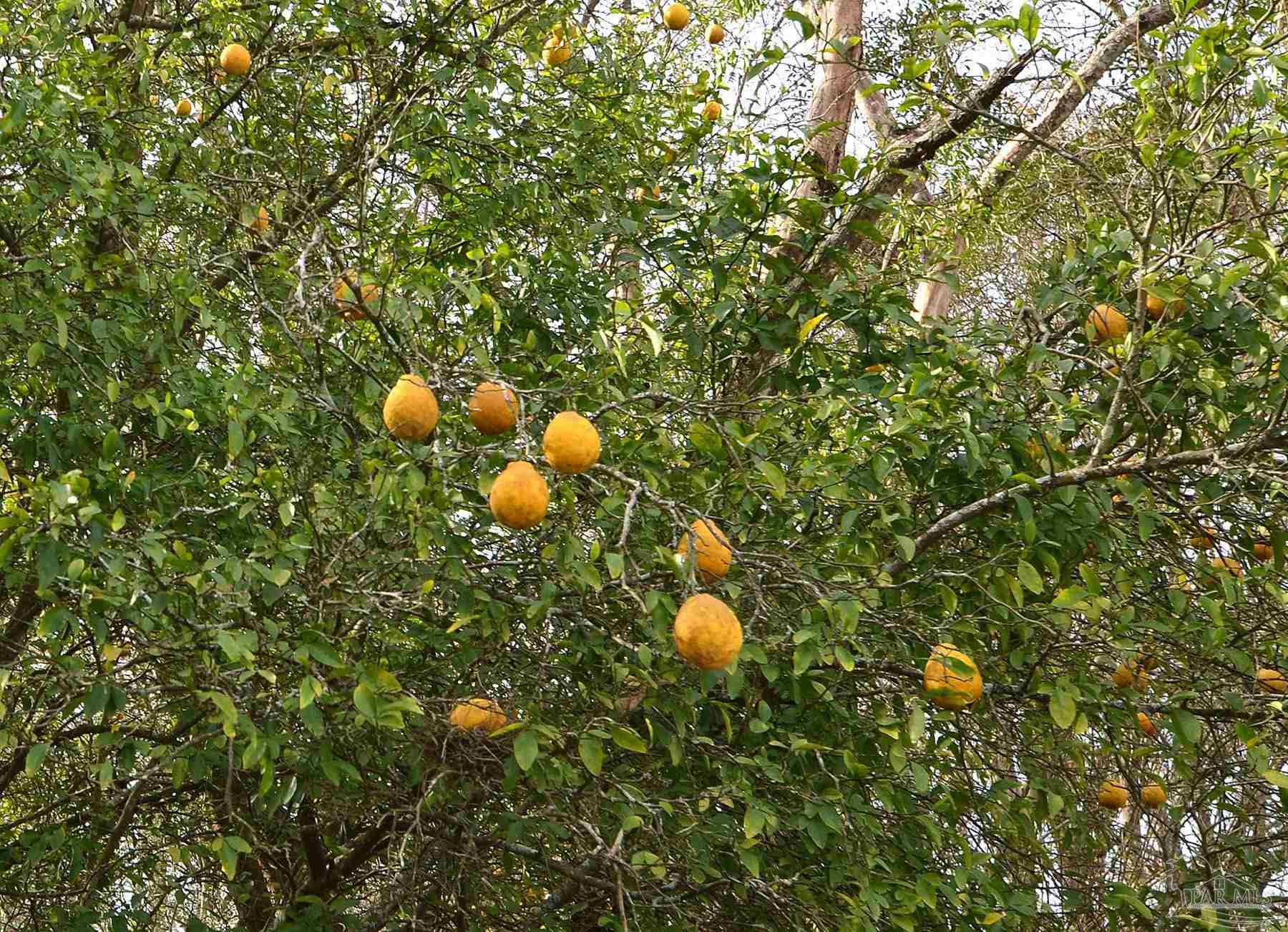 6475 Chestnut Road Molino, FL 32577 - Photo 38 of 67 a view of a tree in a backyard