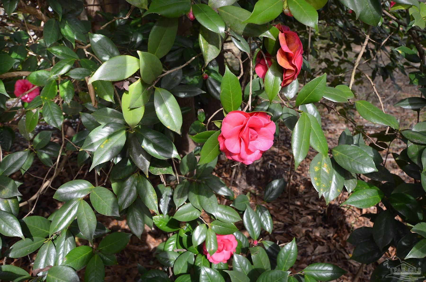 6475 Chestnut Road Molino, FL 32577 - Photo 43 of 67 a view of a flower