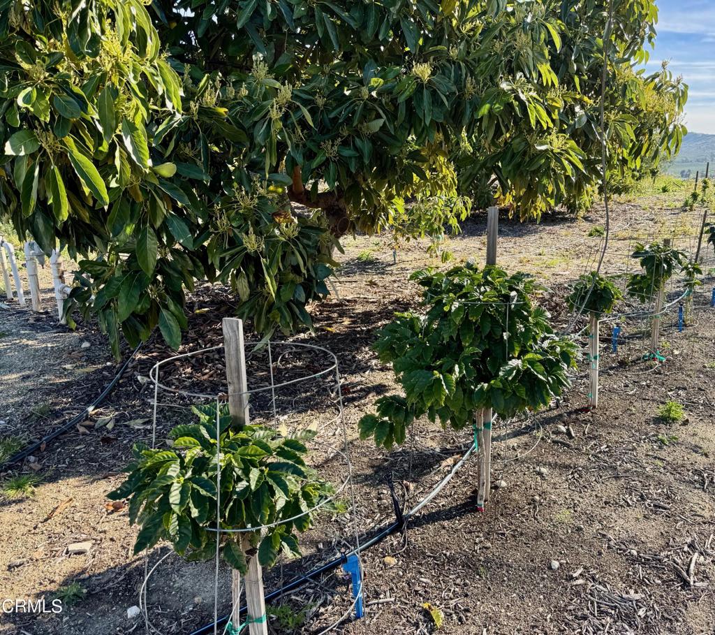 4305 Groves Place Somis, CA 93066 - Photo 4 of 22 a plant is in a garden