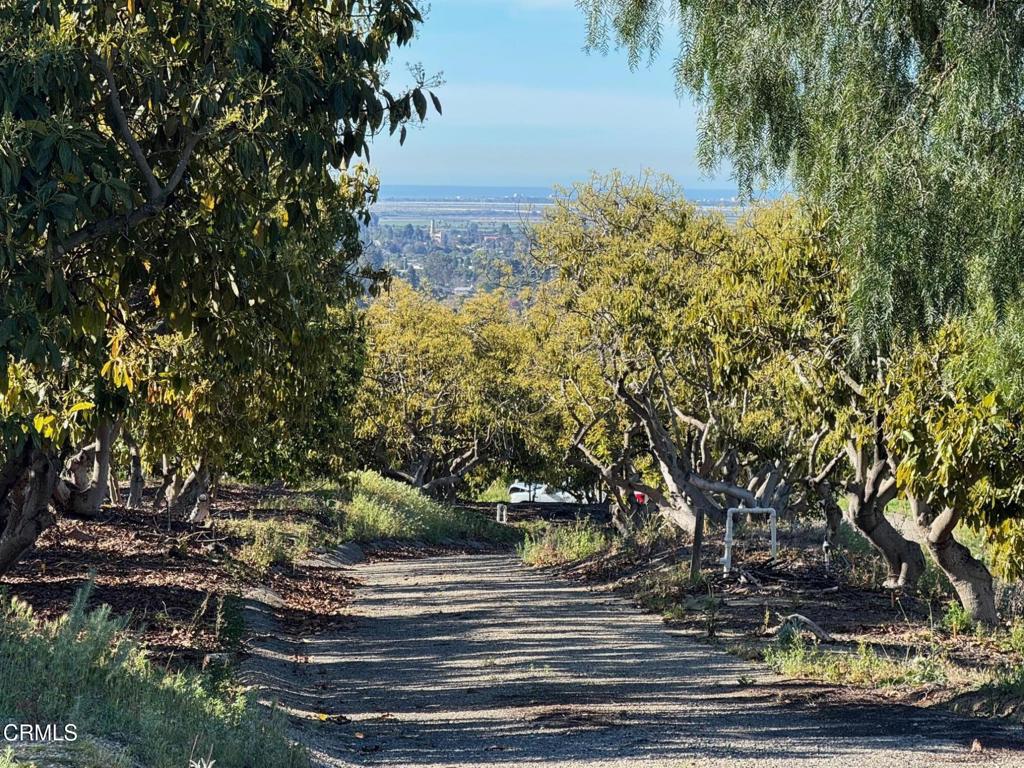 4305 Groves Place Somis, CA 93066 - Photo 6 of 22 a view of a yard
