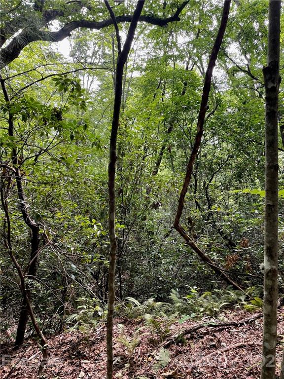 a view of a forest
