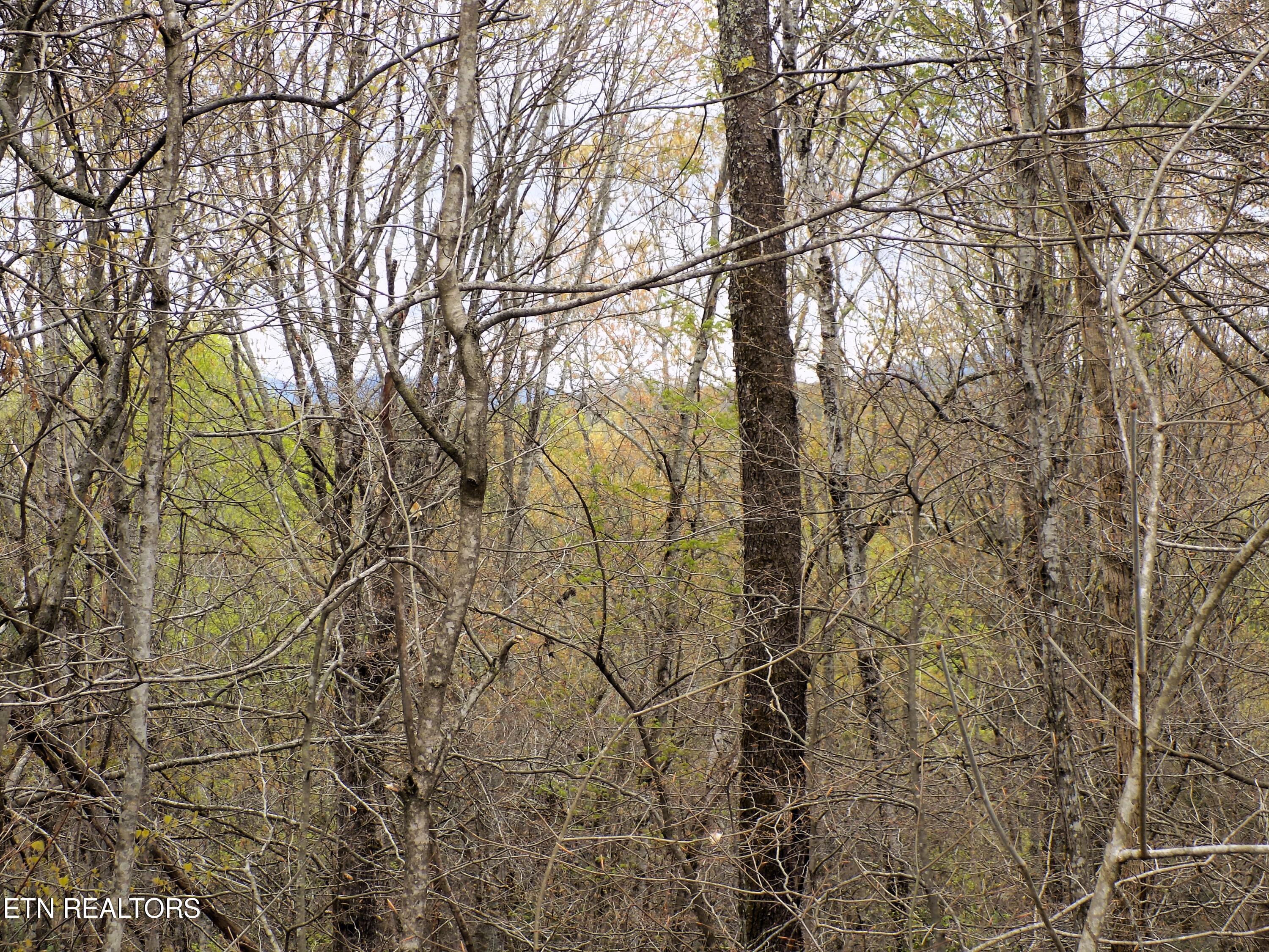 067.03 Alpha Road Newport, TN 37821 - Photo 2 of 12 Road Frontage