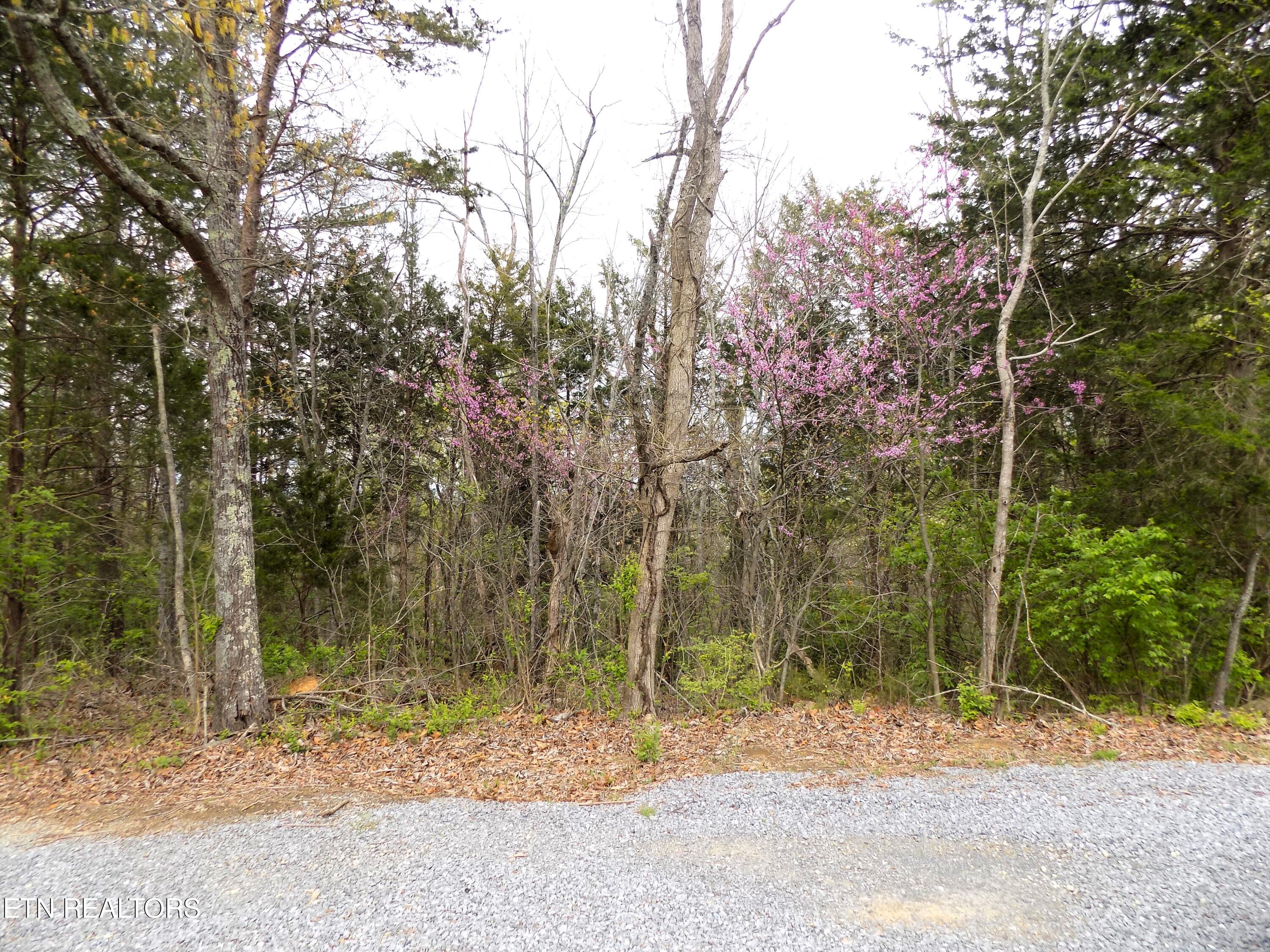 067.03 Alpha Road Newport, TN 37821 - Photo 5 of 12 Wooded Acreage