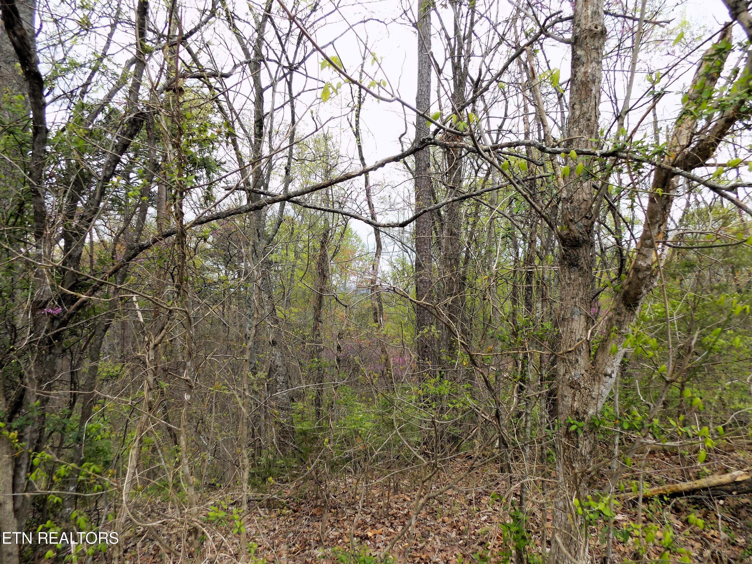 067.03 Alpha Road Newport, TN 37821 - Photo 6 of 12 Mountain Views