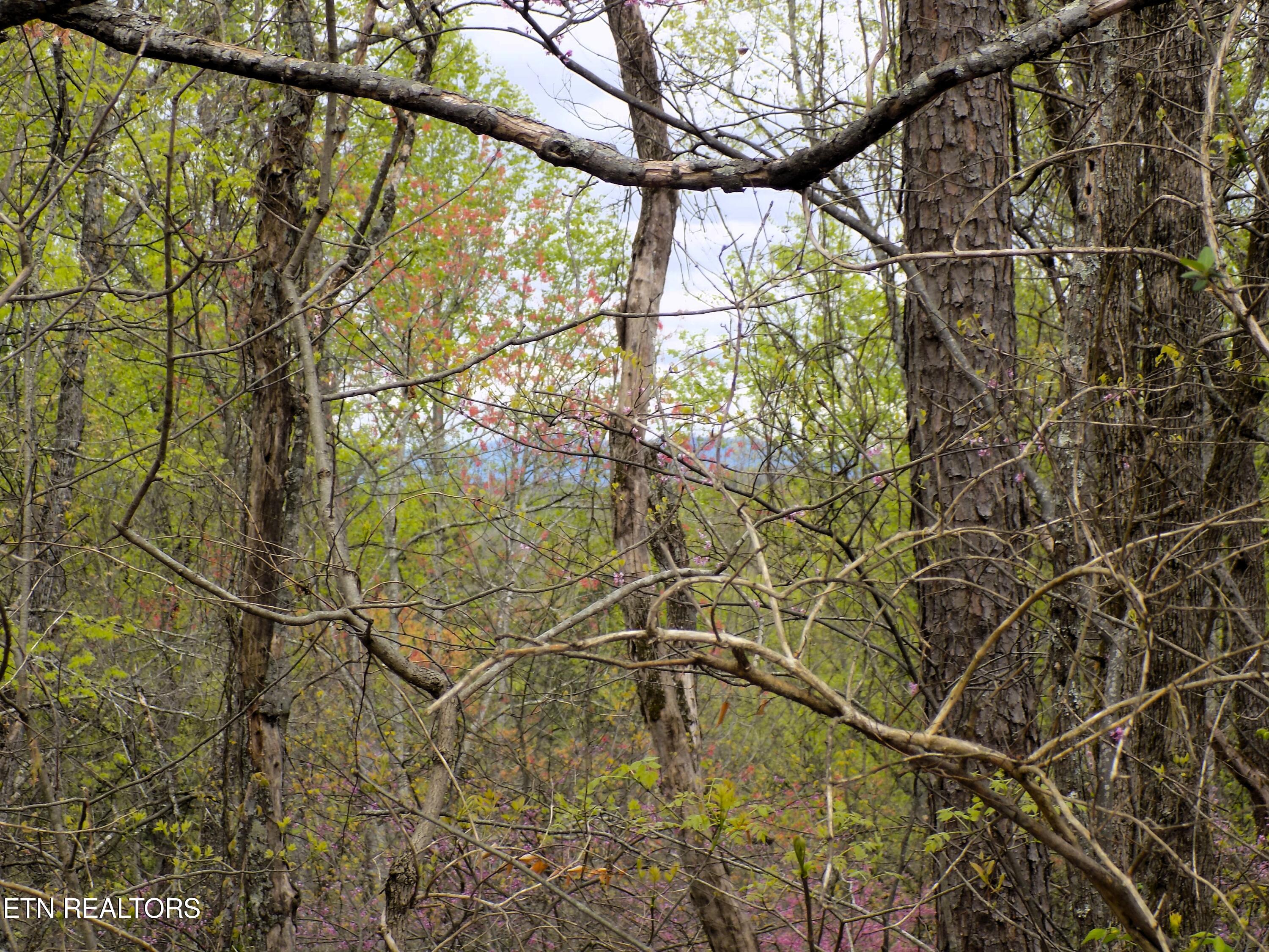 067.03 Alpha Road Newport, TN 37821 - Photo 7 of 12 Mountain Views
