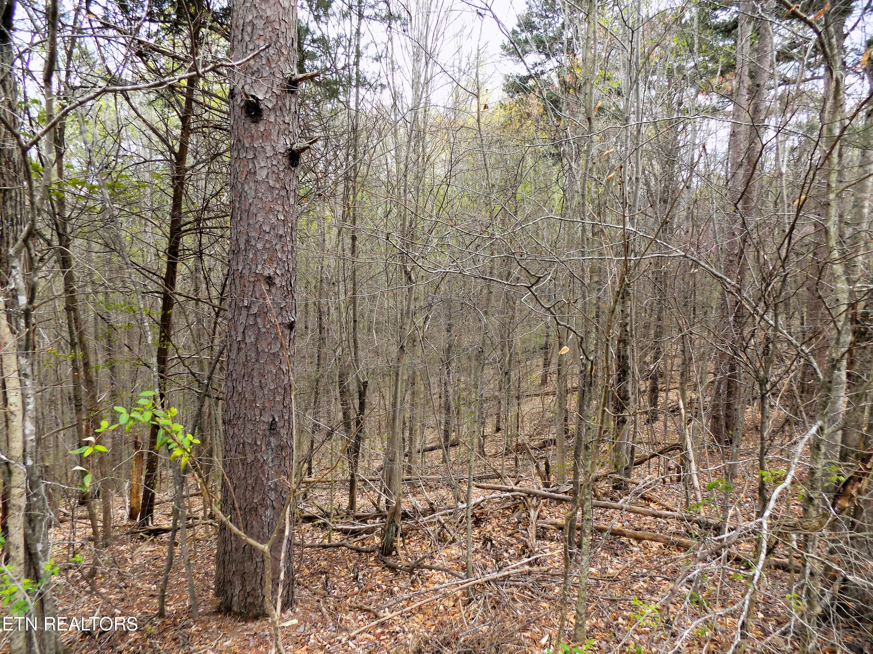 067.03 Alpha Road Newport, TN 37821 - Photo 8 of 12 Wooded Acreage