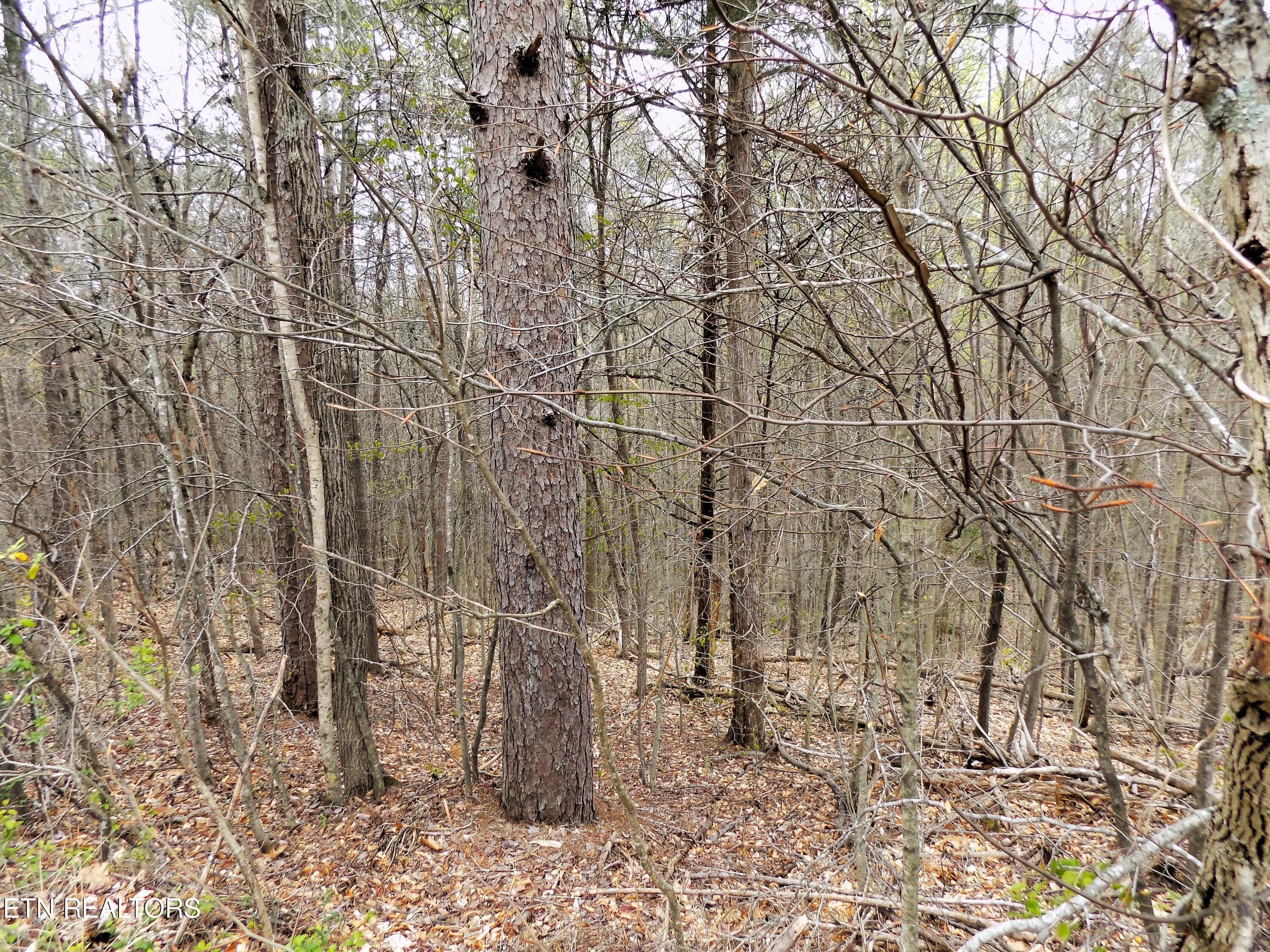 067.03 Alpha Road Newport, TN 37821 - Photo 9 of 12 Wooded Acreage