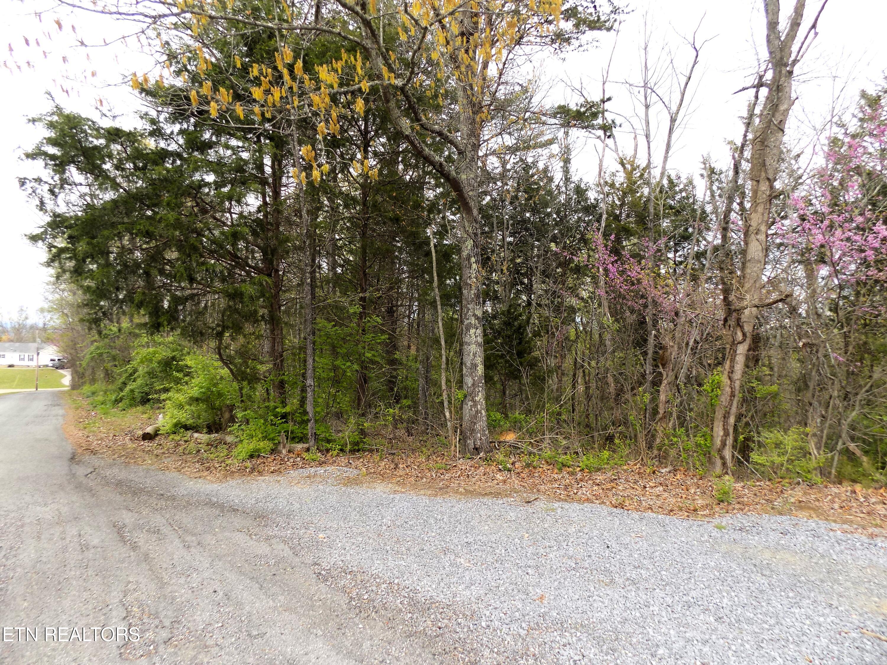 067.03 Alpha Road Newport, TN 37821 - Photo 10 of 12 Road Frontage