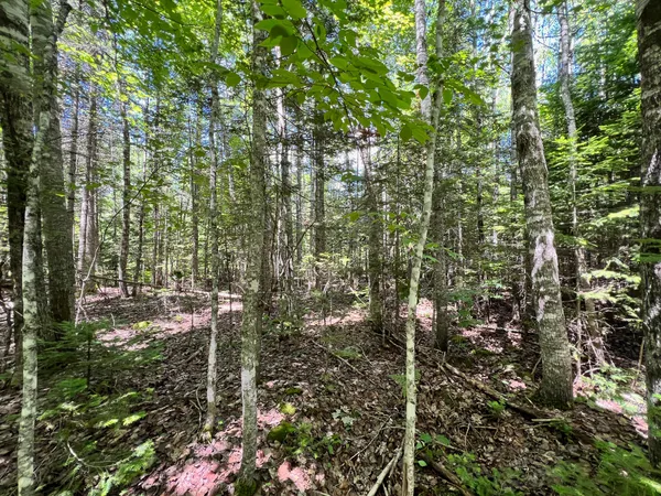 $20,000 | Lot 6 Woodland Ridge Road, Danforth, ME 04424