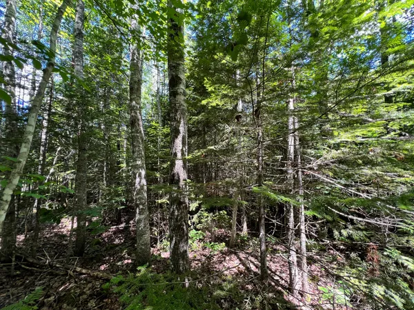 $20,000 | Lot 6 Woodland Ridge Road, Danforth, ME 04424