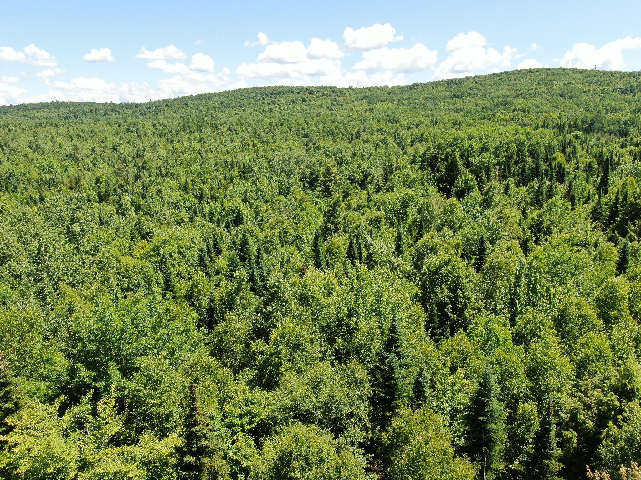 Lot 6 Woodland Ridge Road Danforth, ME 04424 - Photo 4 of 17 DJI_0856