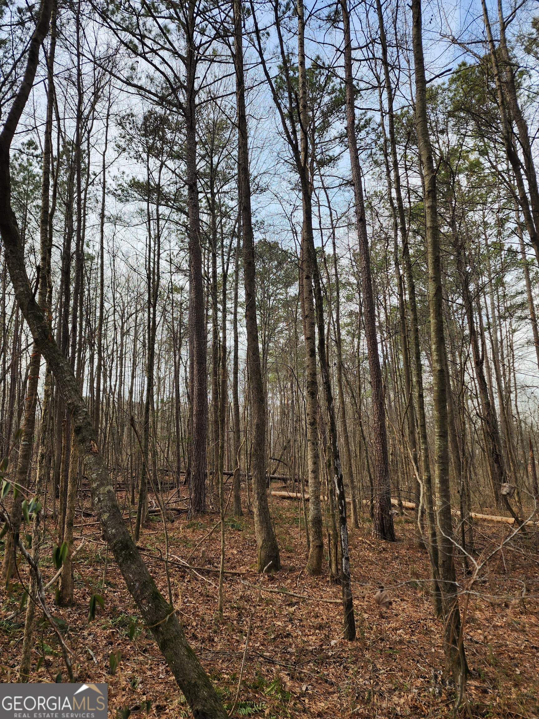 5624 Browns Mill Road Lithonia, GA 30038 - Photo 12 of 18 a view of outdoor space with lots of trees