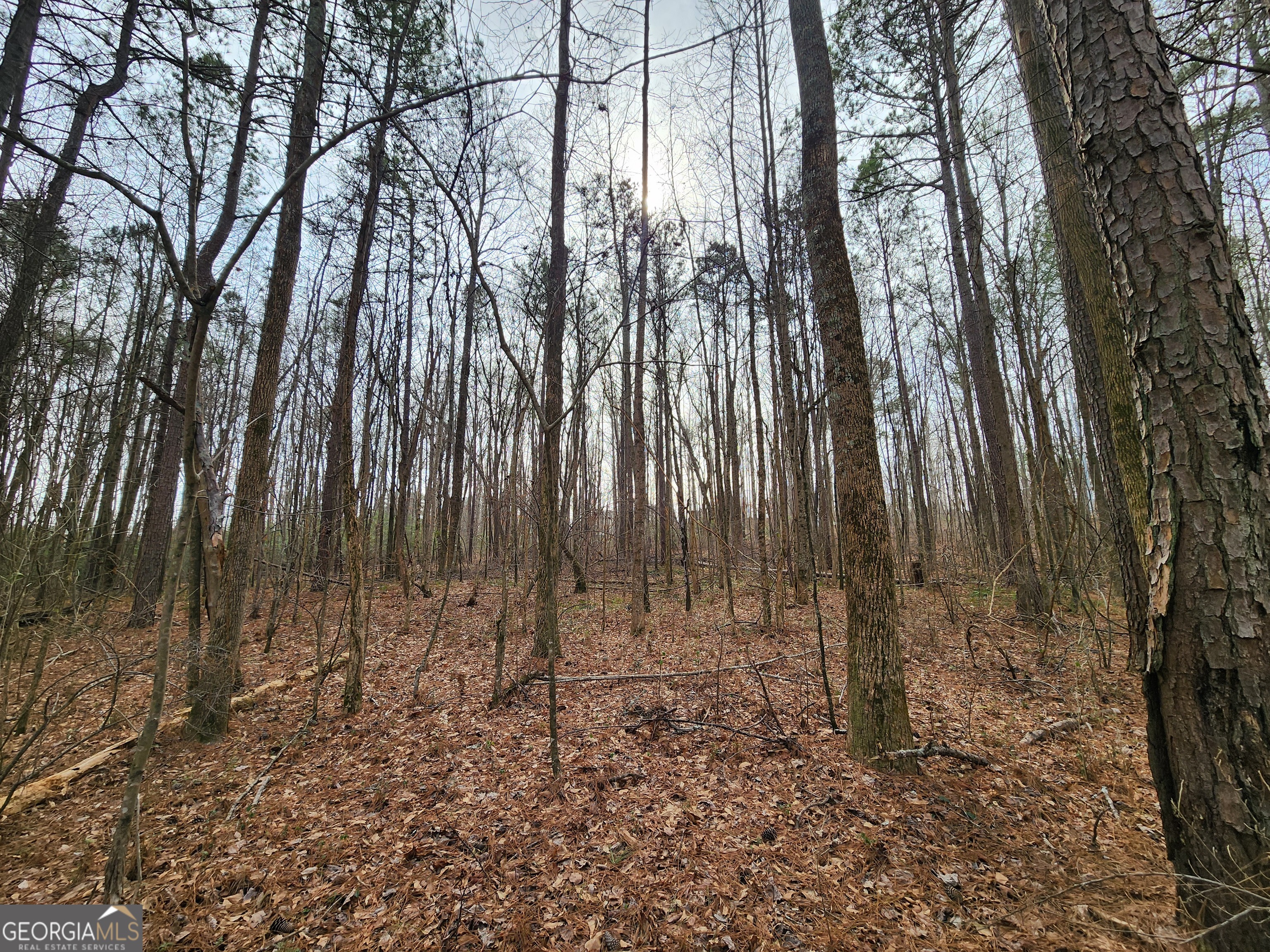 5624 Browns Mill Road Lithonia, GA 30038 - Photo 5 of 18 a backyard of a house with lots of green space