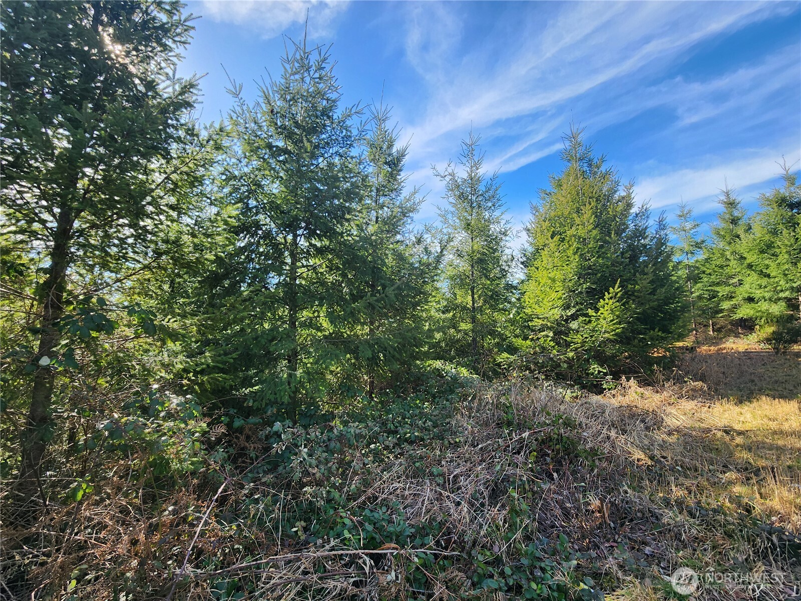 27 Foreman Road McCleary, WA 98557 - Photo 12 of 12 a view of a large building with lots of trees