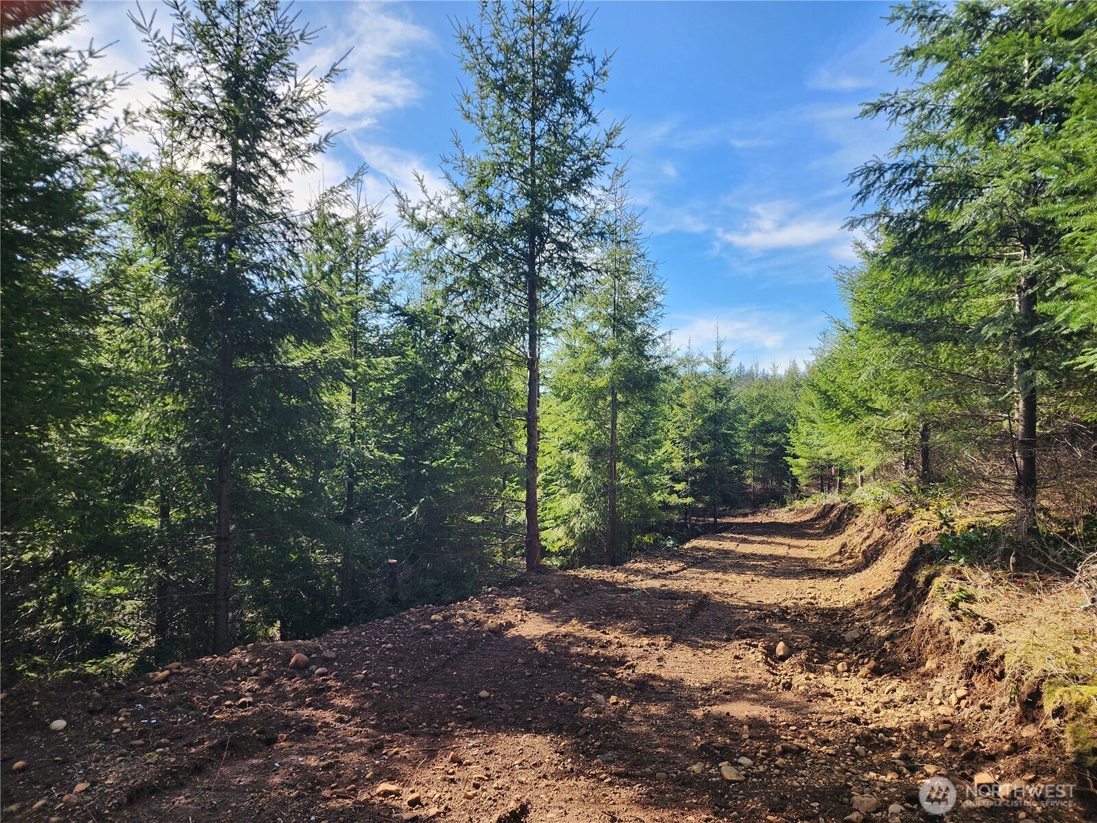 27 Foreman Road McCleary, WA 98557 - Photo 4 of 12 a view of a road with plants and trees