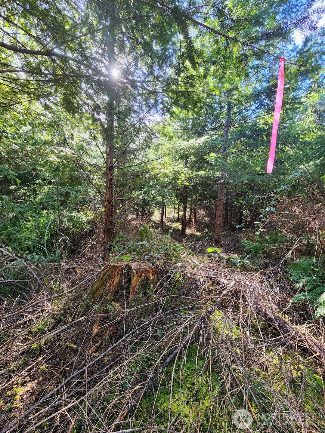 27 Foreman Road McCleary, WA 98557 - Photo 5 of 12 a view of outdoor space and yard