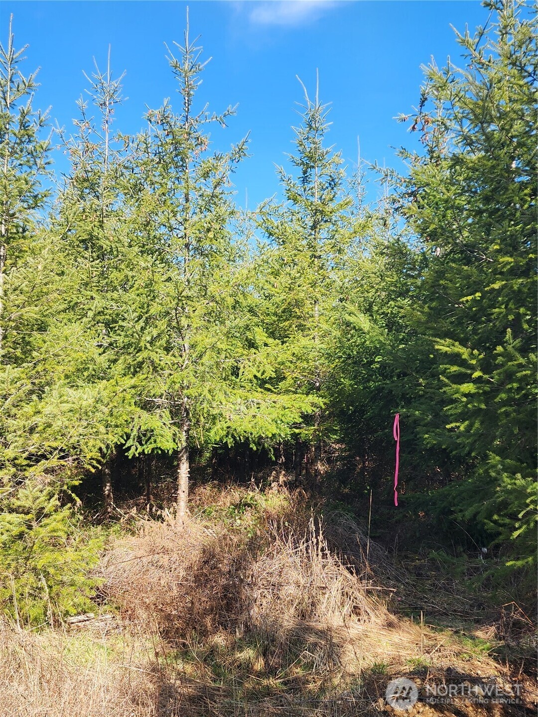 27 Foreman Road McCleary, WA 98557 - Photo 6 of 12 a backyard of a house with a yard and outdoor seating