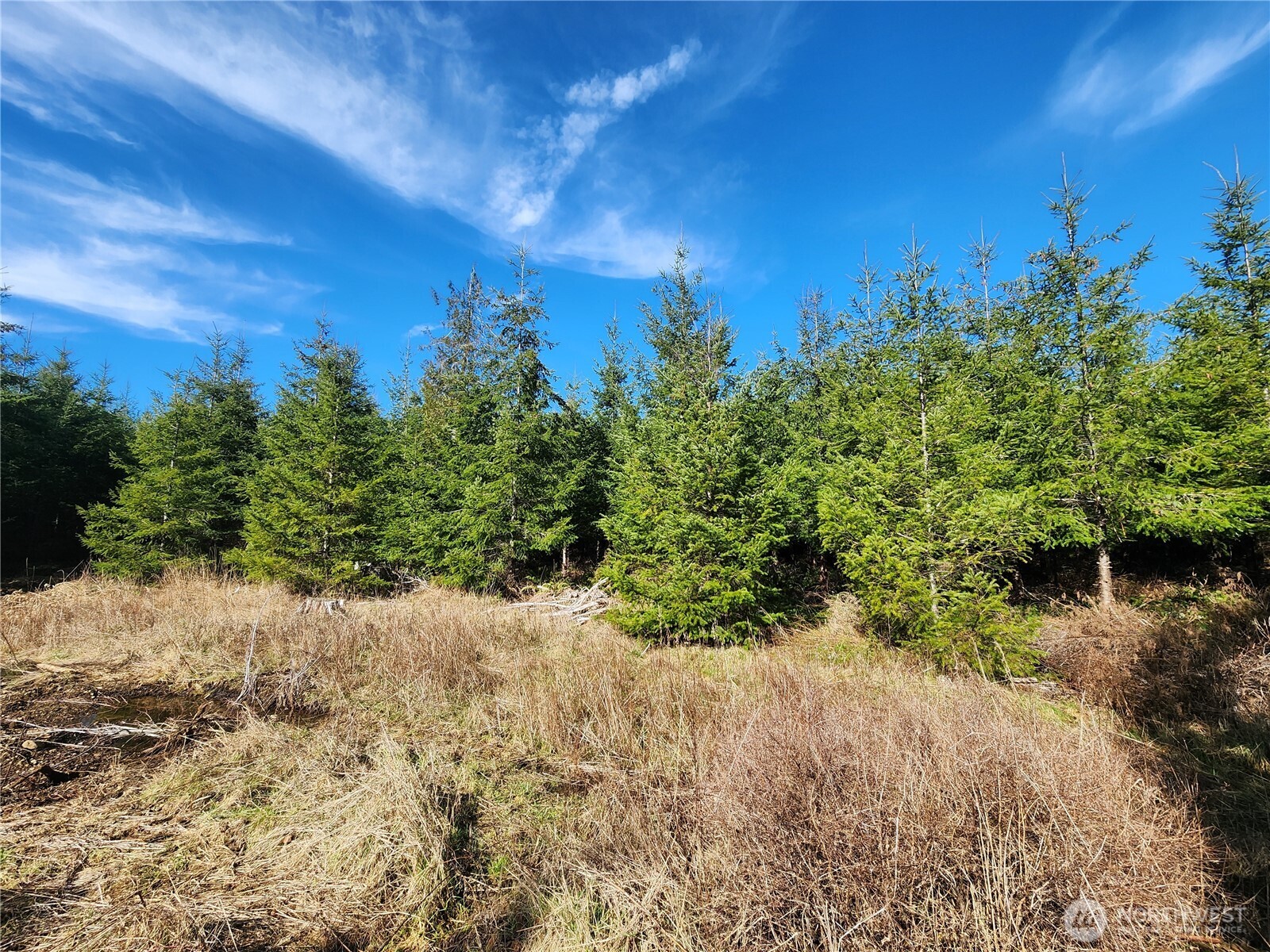27 Foreman Road McCleary, WA 98557 - Photo 7 of 12 a view of a yard with a tree