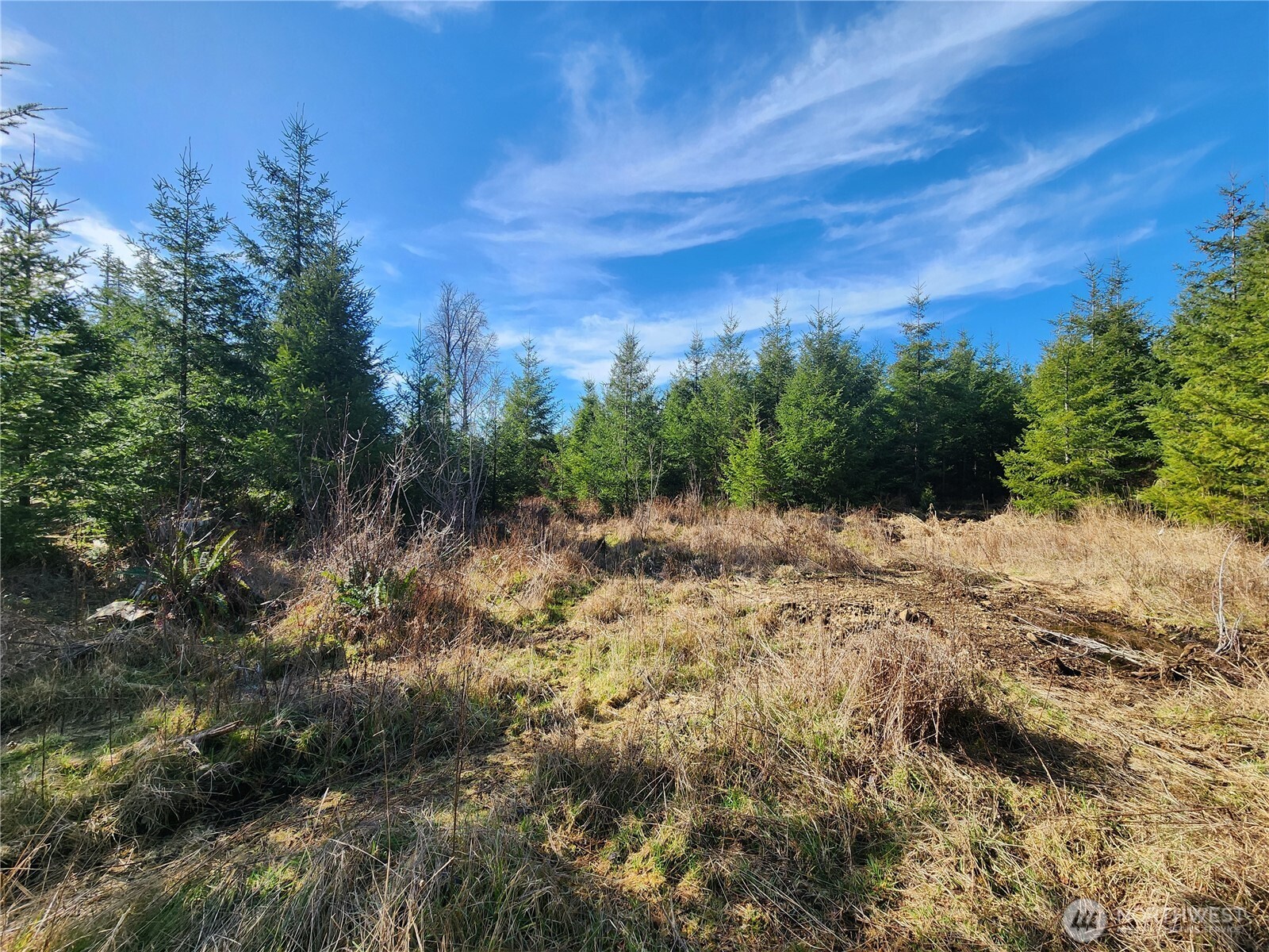 27 Foreman Road McCleary, WA 98557 - Photo 8 of 12 a view of a large yard with lots of green space