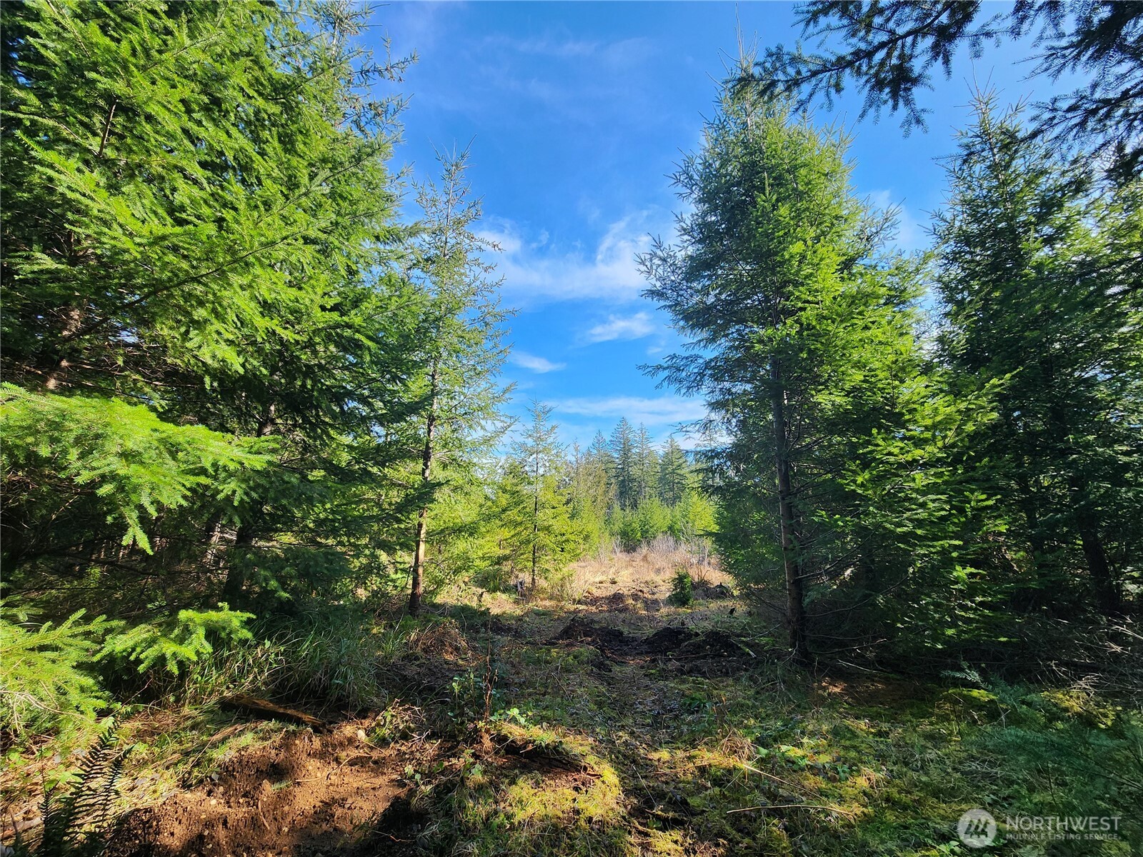 27 Foreman Road McCleary, WA 98557 - Photo 9 of 12 a view of a yard with a tree