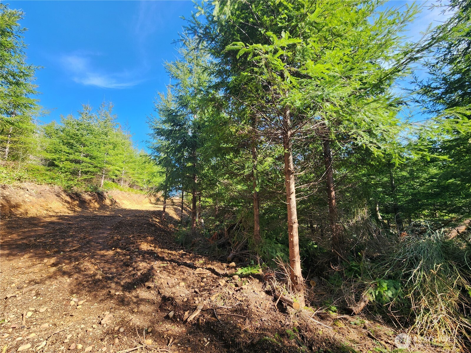 27 Foreman Road McCleary, WA 98557 - Photo 10 of 12 a backyard of a house with lots of plants and trees