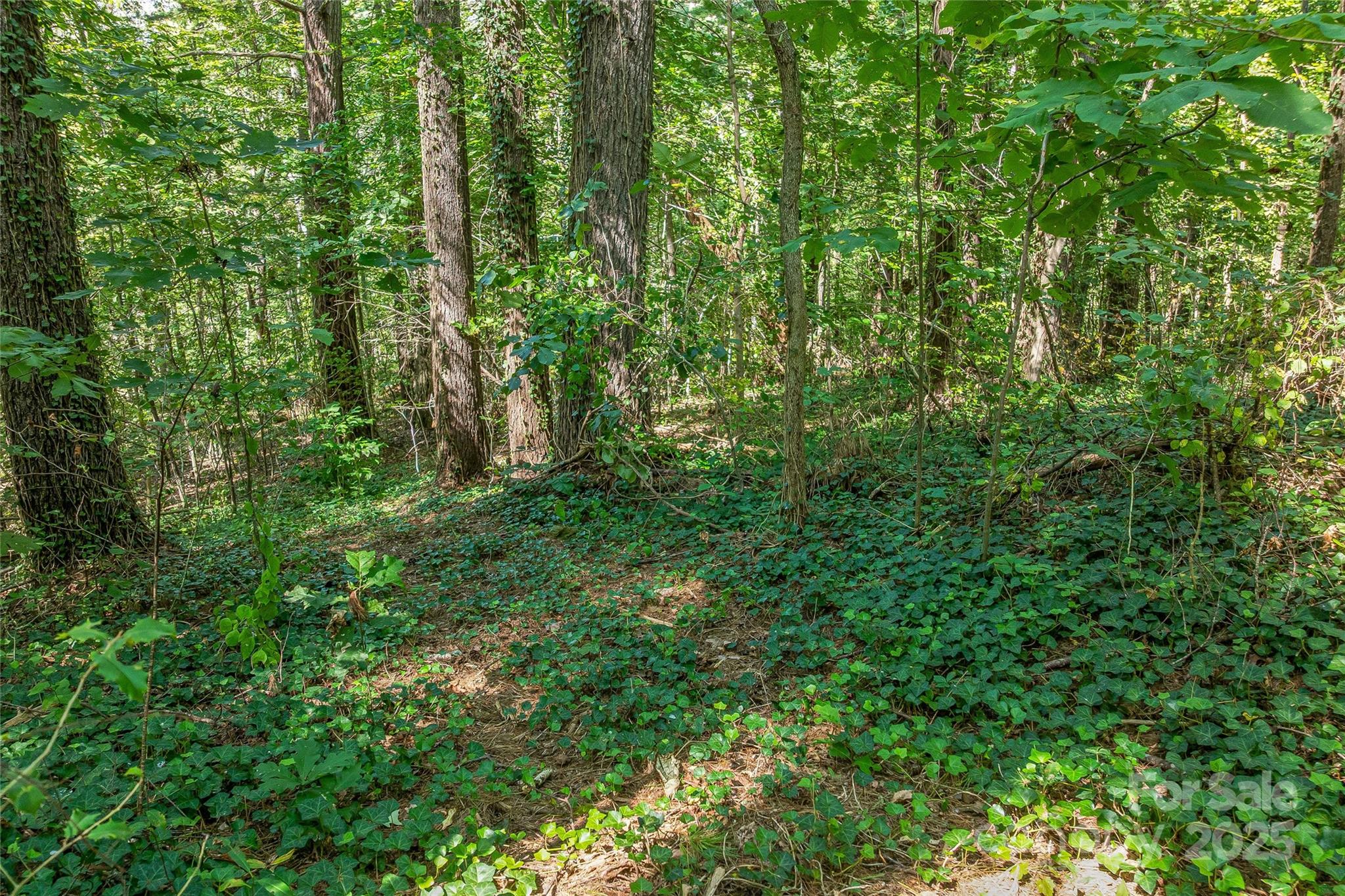 5 Horizon Hill Road Asheville, NC 28804 - Photo 13 of 42 a view of a lush green forest
