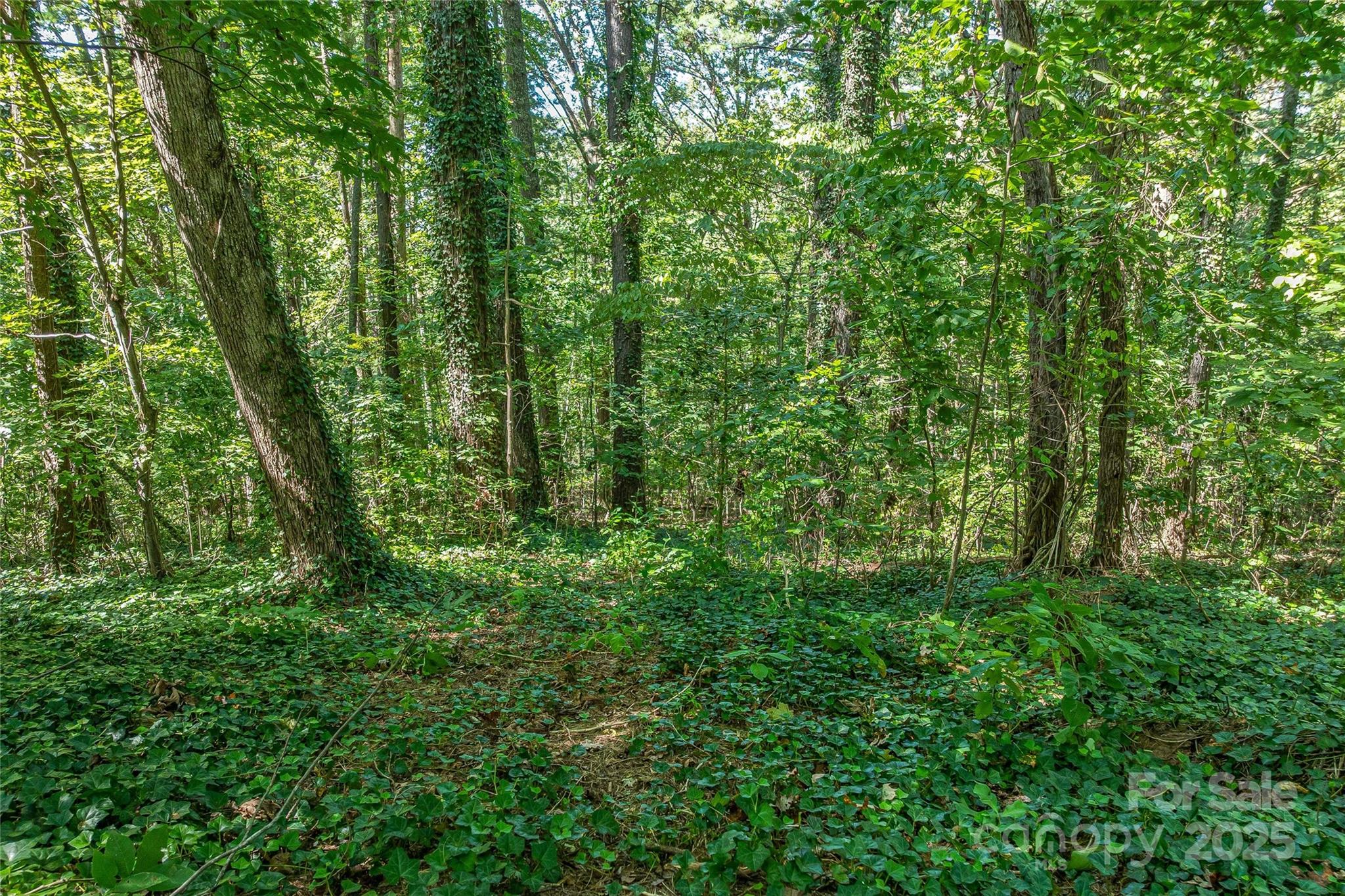 5 Horizon Hill Road Asheville, NC 28804 - Photo 39 of 42 a view of a lush green forest
