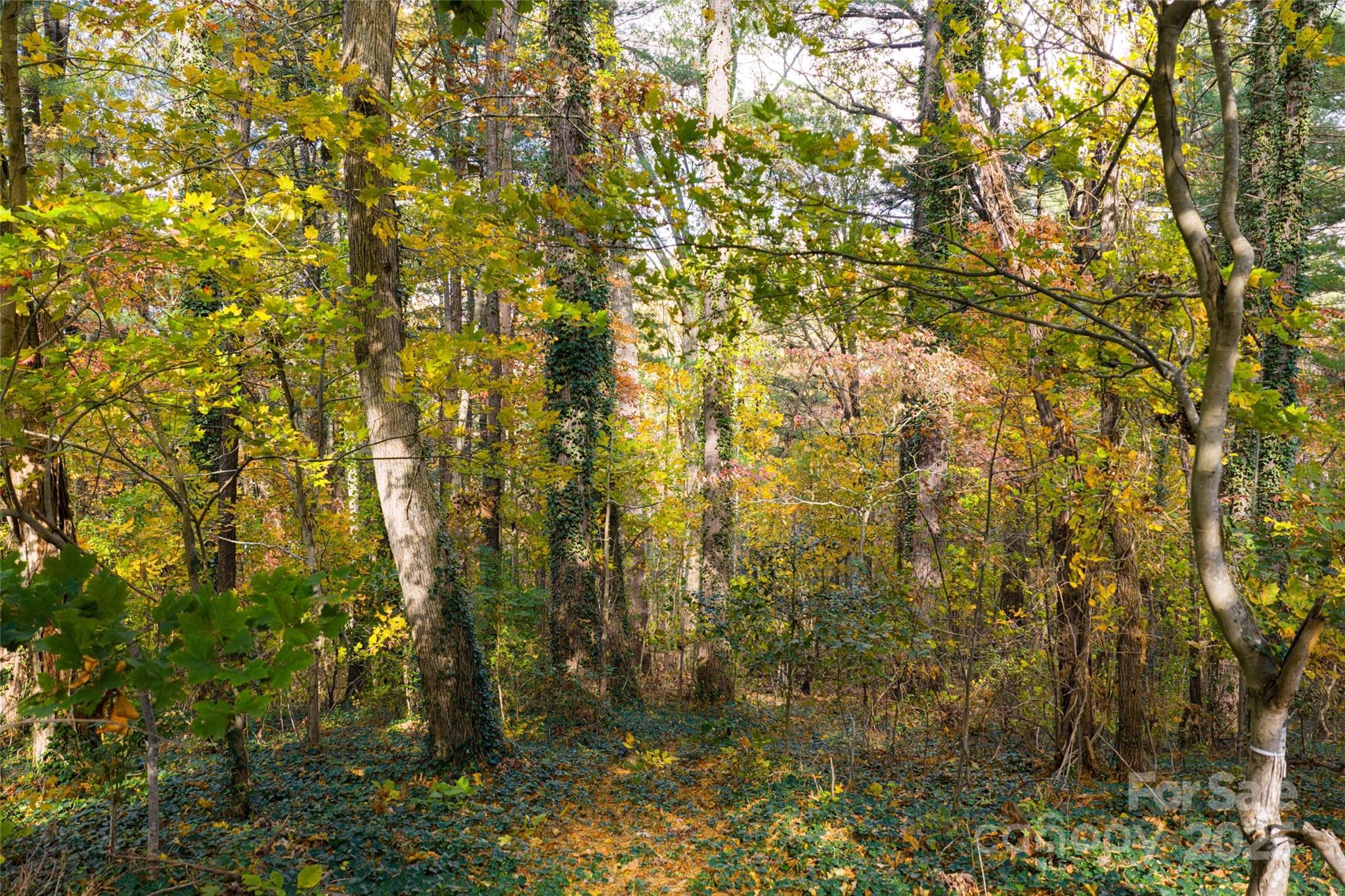 5 Horizon Hill Road Asheville, NC 28804 - Photo 5 of 42 a view of a small yard